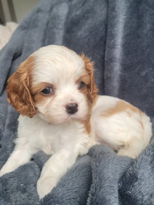 Les chiots de Cavalier King Charles Spaniel