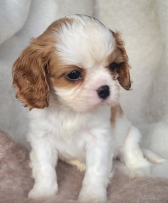 Les chiots de Cavalier King Charles Spaniel