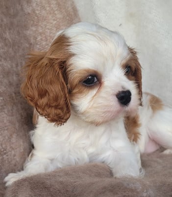 Les chiots de Cavalier King Charles Spaniel