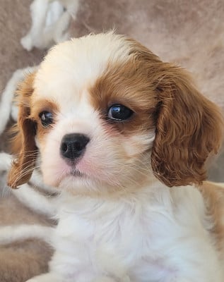 Les chiots de Cavalier King Charles Spaniel