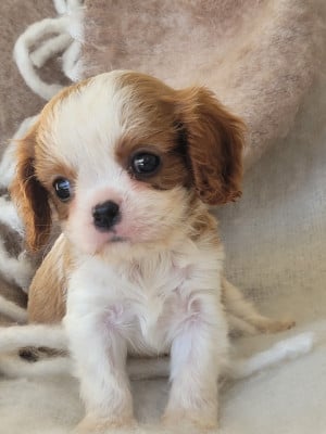 Les chiots de Cavalier King Charles Spaniel