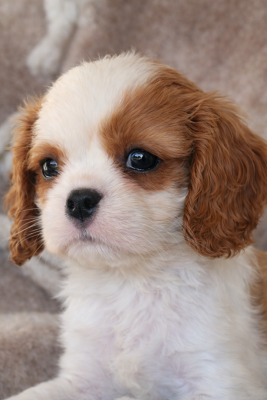 Les chiots de Cavalier King Charles Spaniel