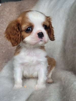 Les chiots de Cavalier King Charles Spaniel