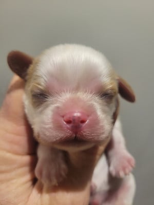 Chiot N°1 - Cavalier King Charles Spaniel