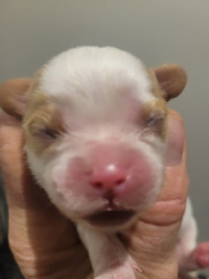 Cavalier King Charles Spaniel