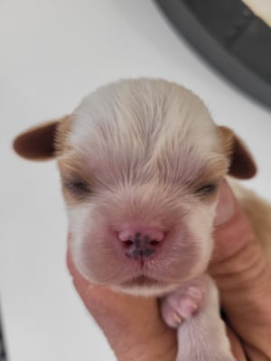 Les chiots de Cavalier King Charles Spaniel