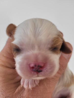 Les chiots de Cavalier King Charles Spaniel