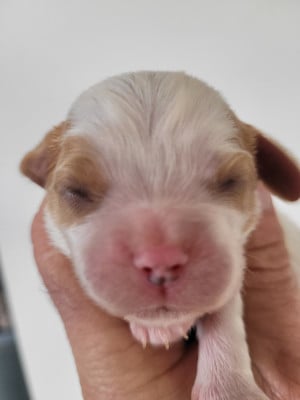 Les chiots de Cavalier King Charles Spaniel