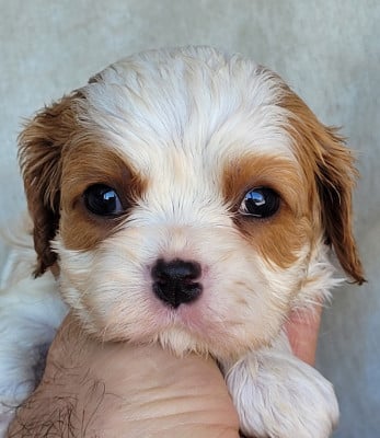 Les chiots de Cavalier King Charles Spaniel