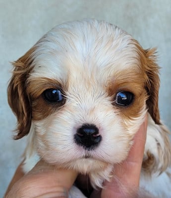 Les chiots de Cavalier King Charles Spaniel