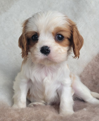 Les chiots de Cavalier King Charles Spaniel