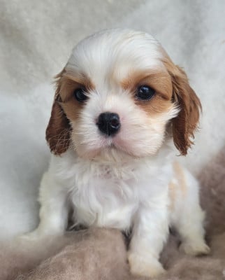 Les chiots de Cavalier King Charles Spaniel