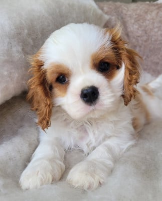 Les chiots de Cavalier King Charles Spaniel