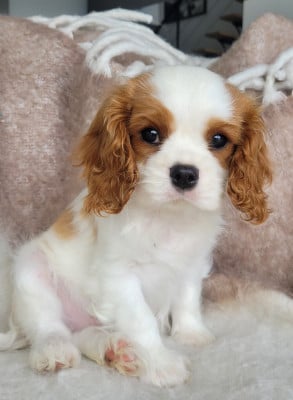 Les chiots de Cavalier King Charles Spaniel