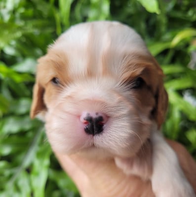 Les chiots de Cavalier King Charles Spaniel
