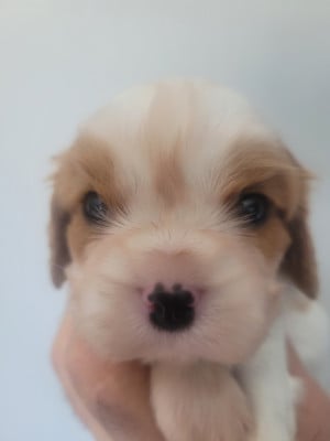 Les chiots de Cavalier King Charles Spaniel