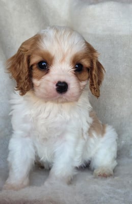 Les chiots de Cavalier King Charles Spaniel