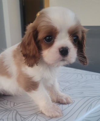 Les chiots de Cavalier King Charles Spaniel
