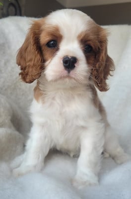 Les chiots de Cavalier King Charles Spaniel