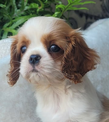 Les chiots de Cavalier King Charles Spaniel