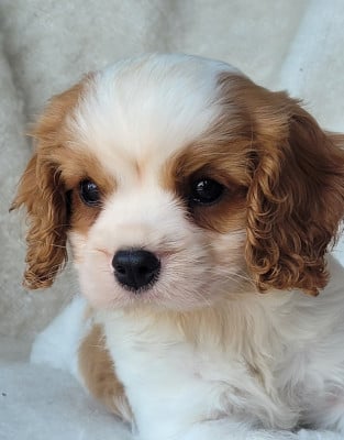 Les chiots de Cavalier King Charles Spaniel
