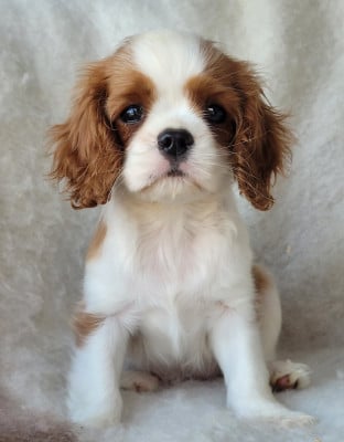 Les chiots de Cavalier King Charles Spaniel