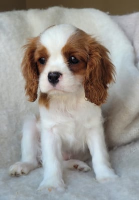 Les chiots de Cavalier King Charles Spaniel