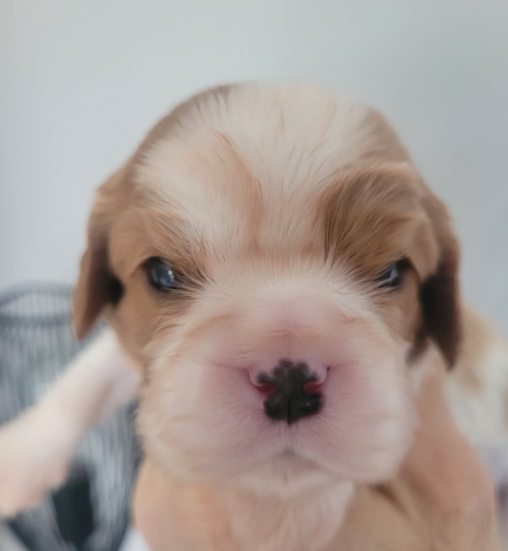 Cavalier King Charles Spaniel - du domaine du grand saule