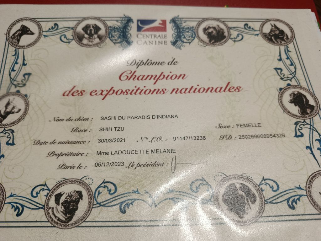 CH. Sashi Du Paradis D'indiana