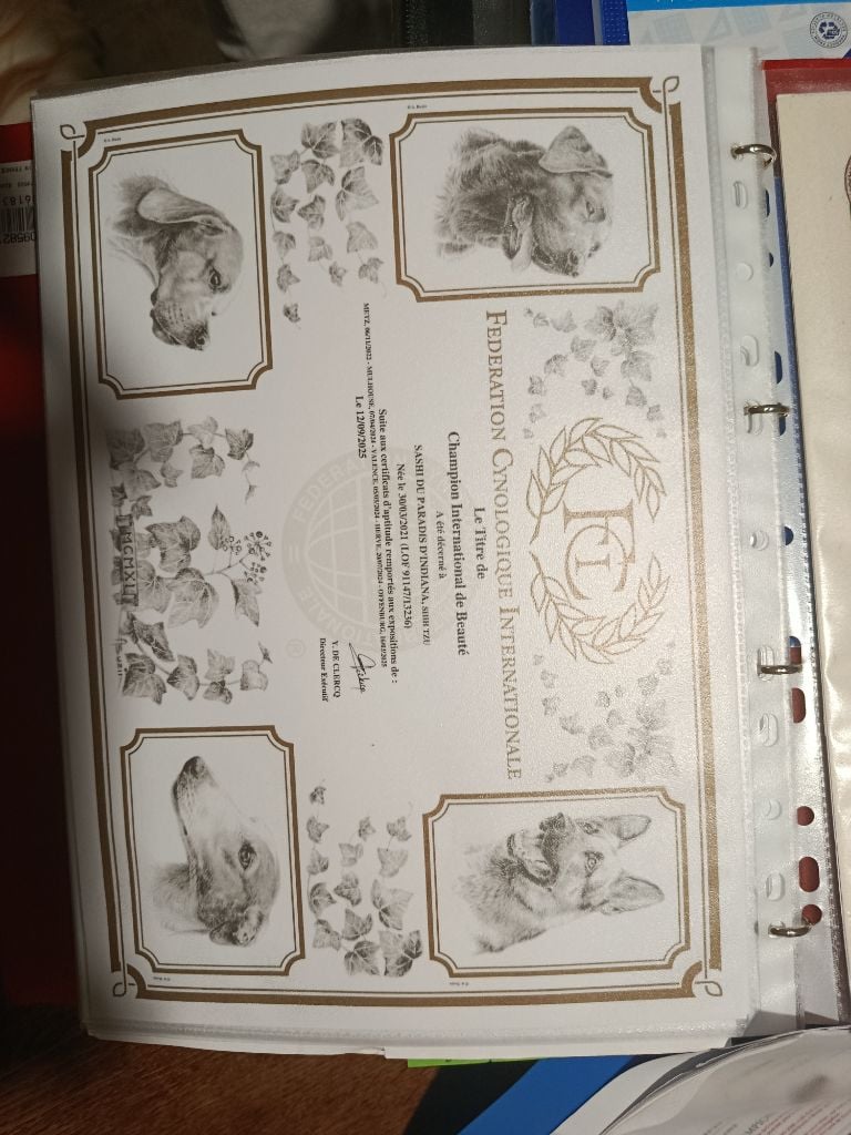 CH. Sashi Du Paradis D'indiana