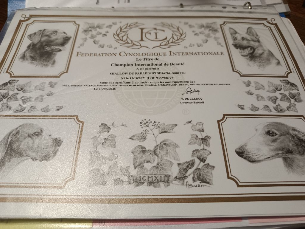CH. Shallow Du Paradis D'indiana