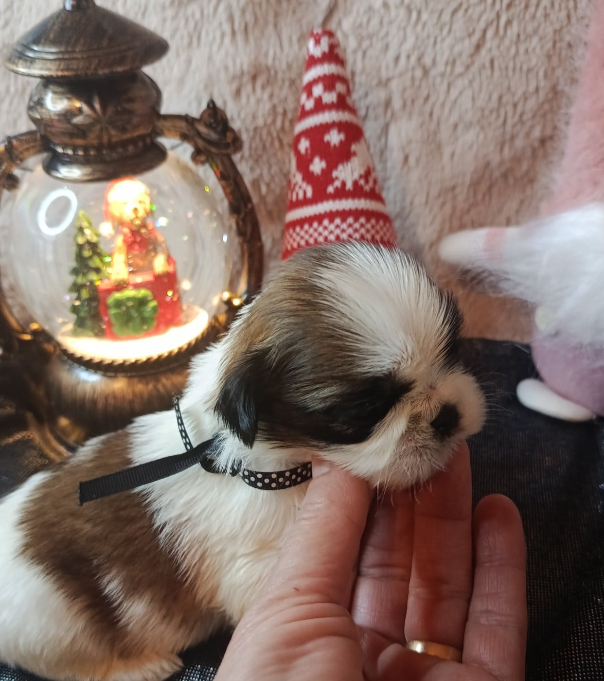 CHIOT 4 - Shih Tzu
