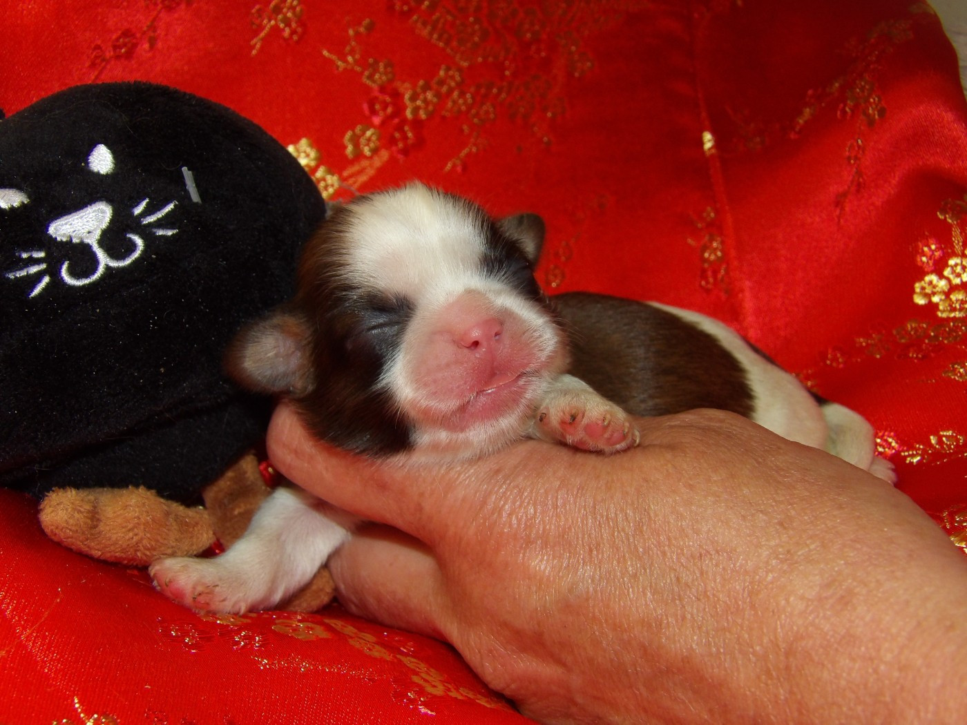 Chiot N°1