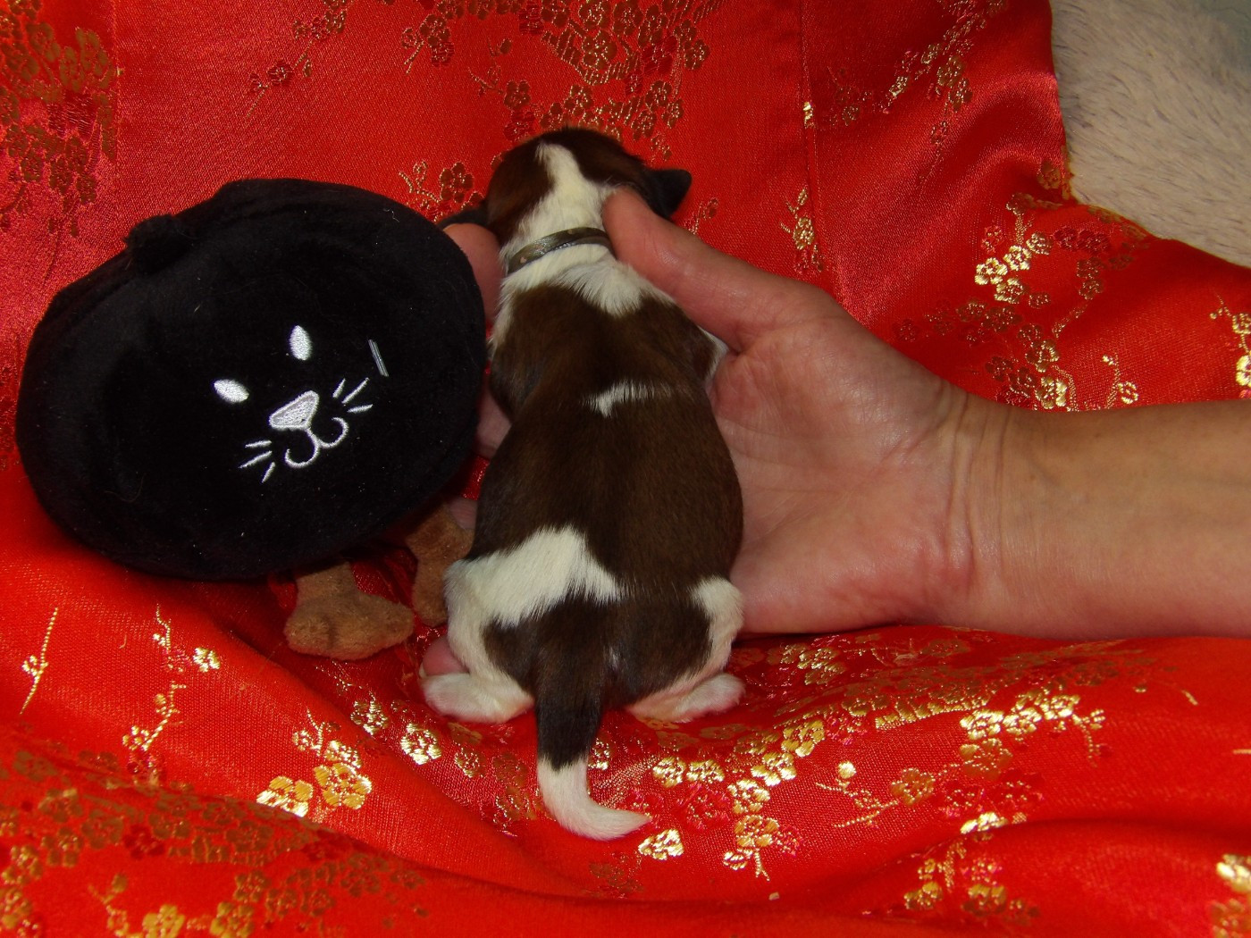 Chiot N°1