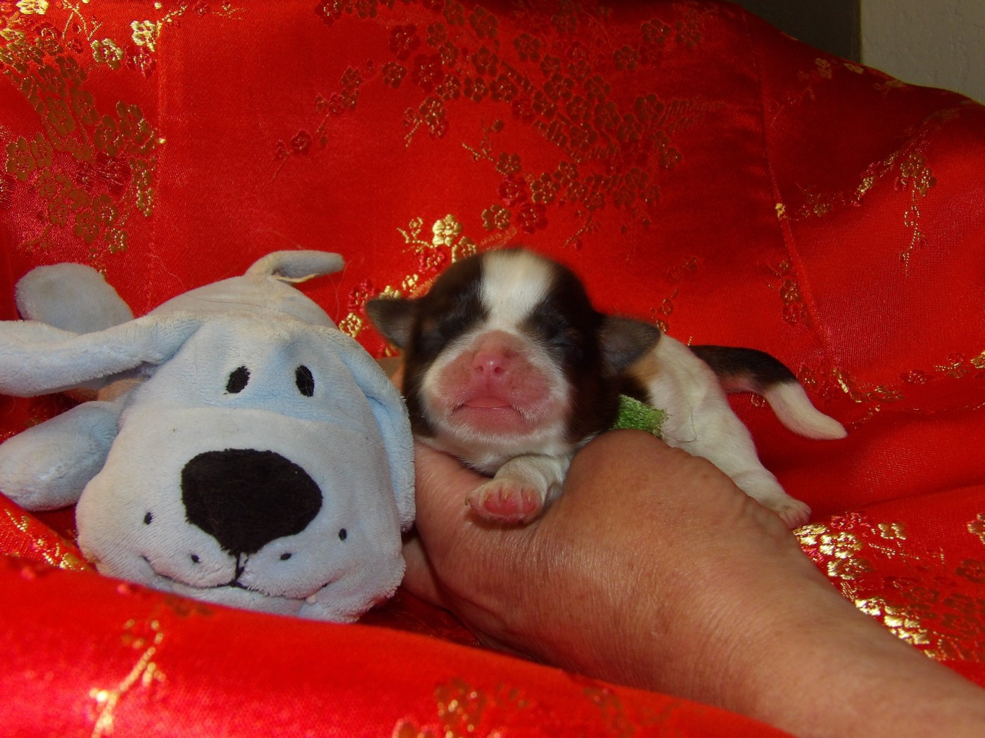 Chiot N°2