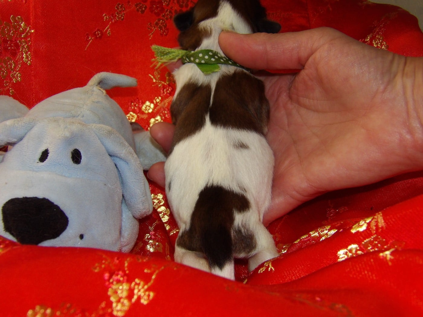 Chiot N°2