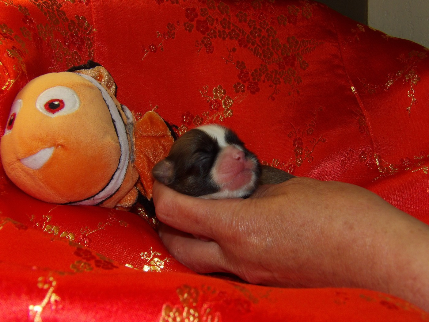 Chiot N°3