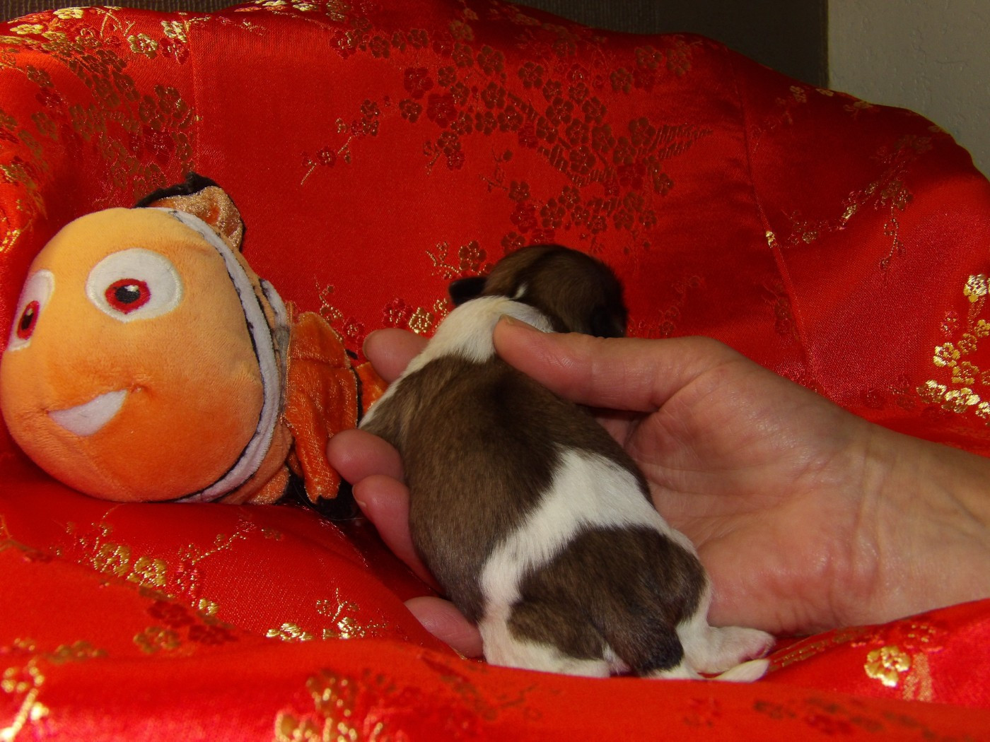Chiot N°3