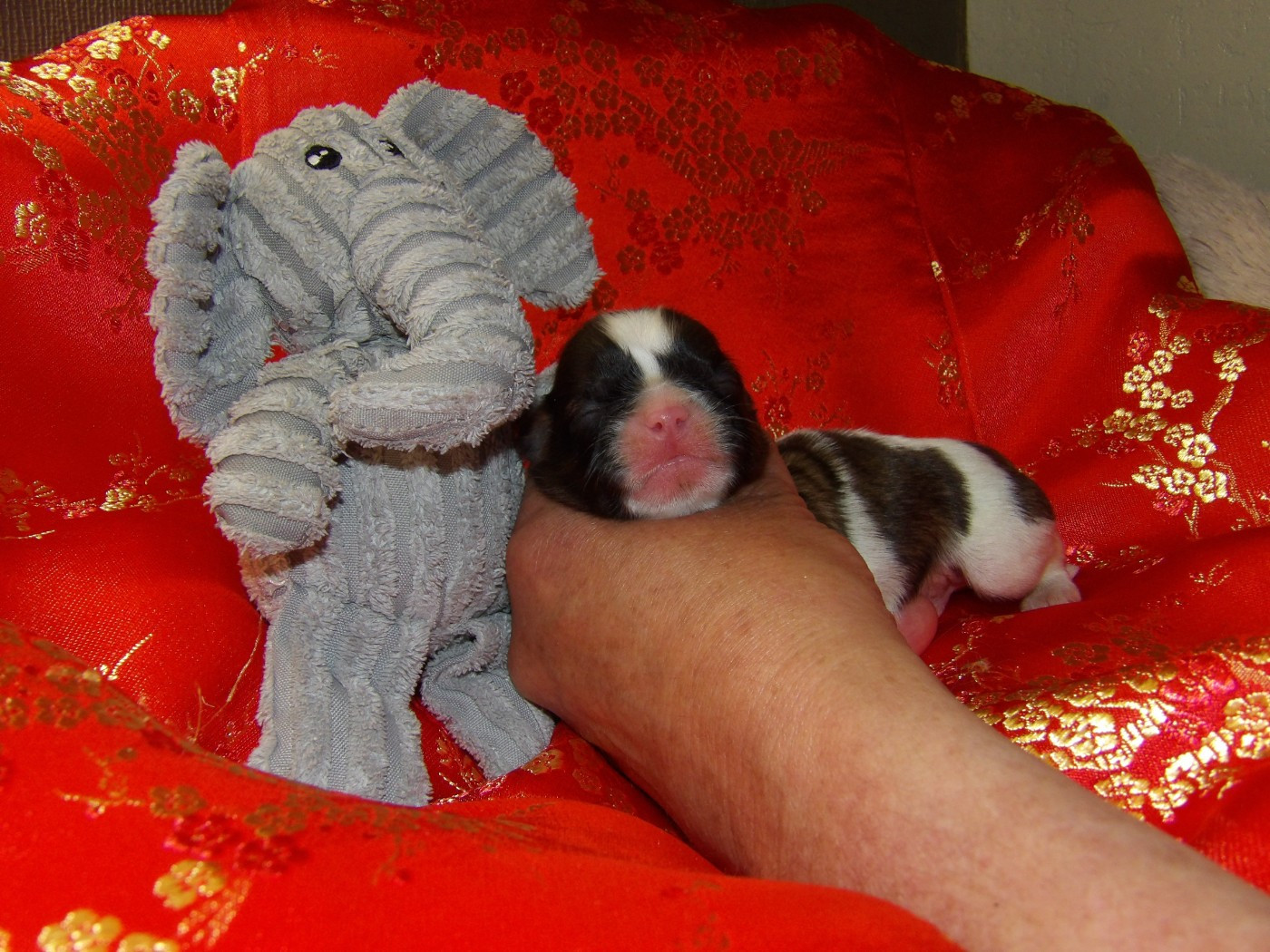 Chiot N°4