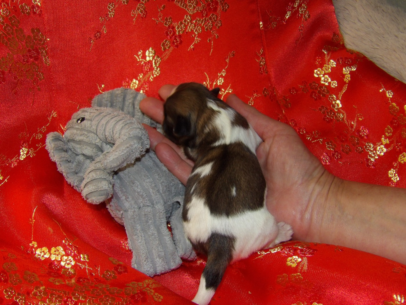 Chiot N°4