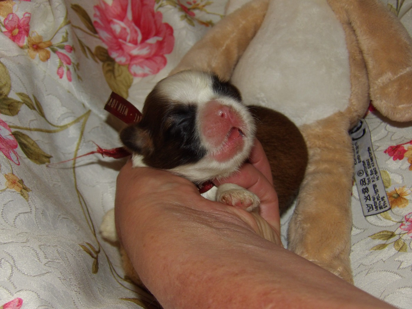 Chiot N°5