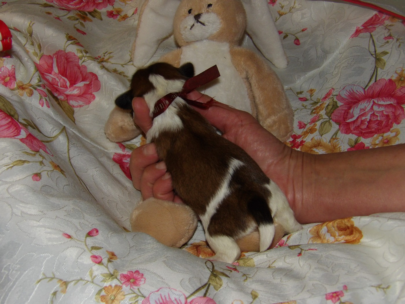 Chiot N°5