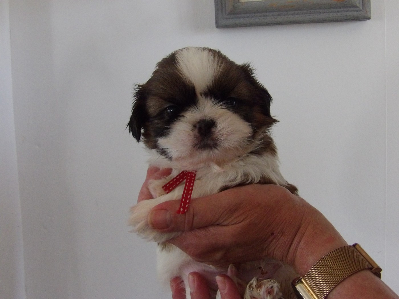 Chiot N°6 - Shih Tzu