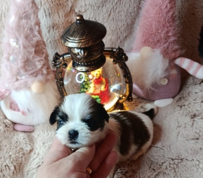 Les chiots de Shih Tzu