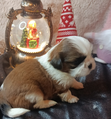 Les chiots de Shih Tzu