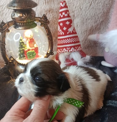 Les chiots de Shih Tzu