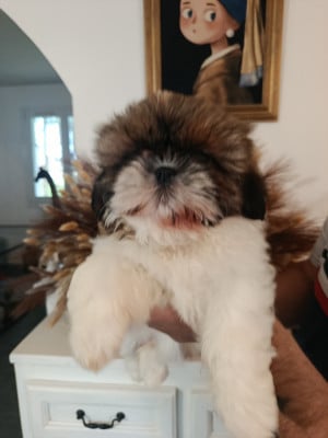 CHIOT 1 - Shih Tzu
