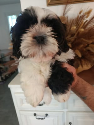 Shih Tzu