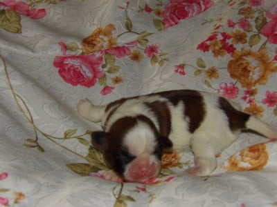 Les chiots de Shih Tzu