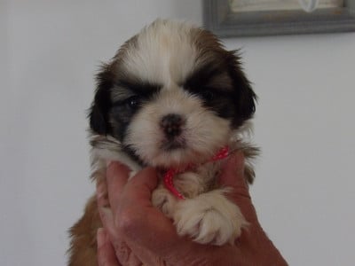 Les chiots de Shih Tzu